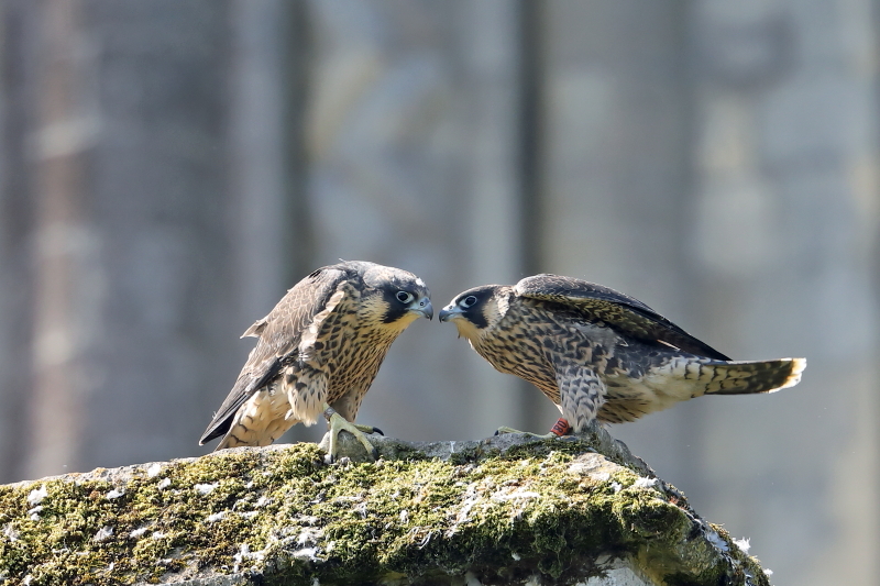 Juvenile male and female Peregrines, 11 June 2018, Richard Jacobs