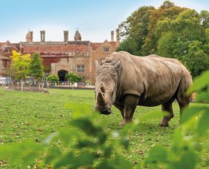 Rhino in front of Marwell House