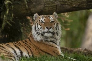 Amur tiger relaxing