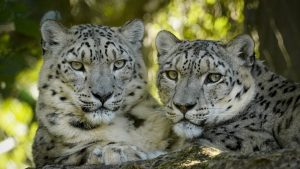 Snow leopards side by side