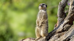 Meerkat sitting up