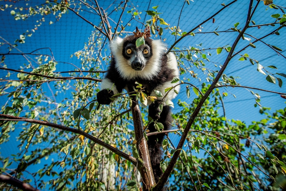 Lemur Loop at Marwell Zoo
