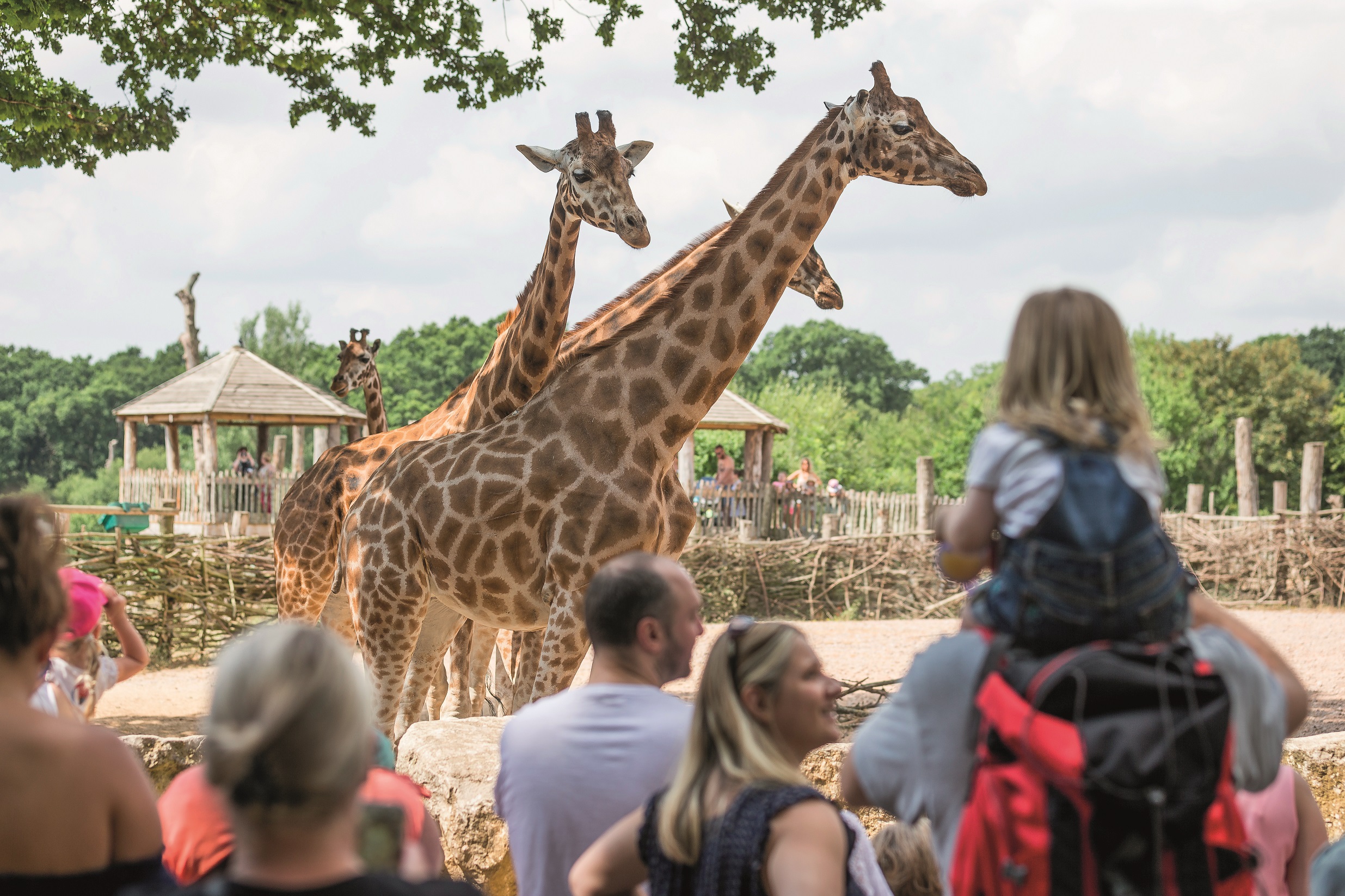 People watching three giraffes in their enclosure at Marwell Zoo